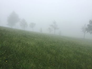 Scenic view of grassy field in foggy weather