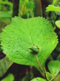 green