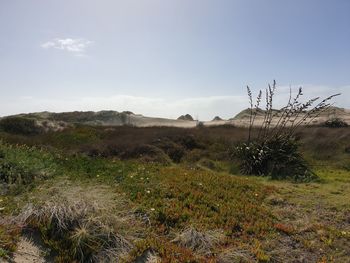 Scenic view of field against sky