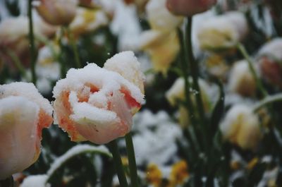 Close-up of snow on plant