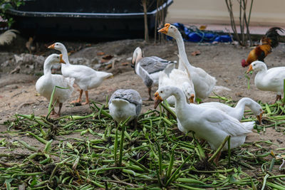 Flock of birds on land