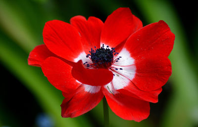 Close-up of red flower