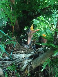 Bird on tree