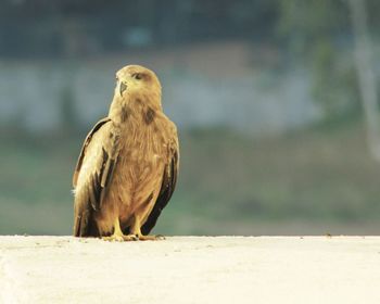 Close-up of eagle perching