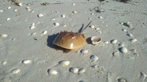 Close-up of seashell on sand at beach