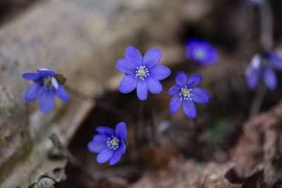 Close-up of purple flowering plant