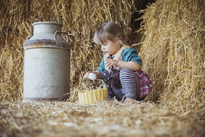 Charming child collects chicken eggs in a basket in a barn