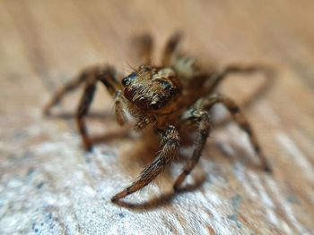 Close-up of spider