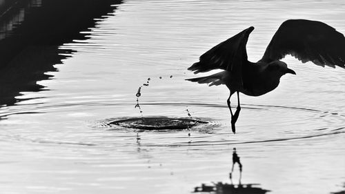 Birds on lake