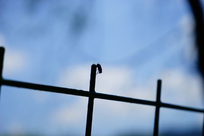 Low angle view of bird perching on wooden post