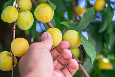 Close-up of hand holding fruits