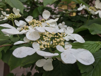 Close-up of white flowers