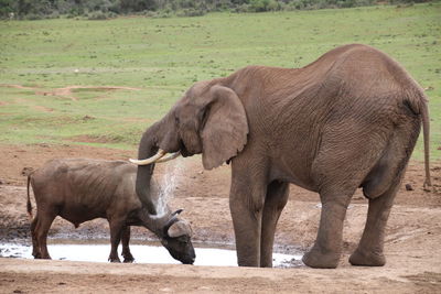 Buffalo and elephant drinking water in nature 