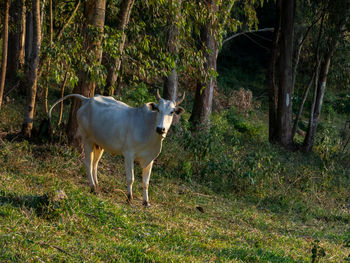 Horse standing in a field