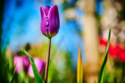 Close-up of pink tulip