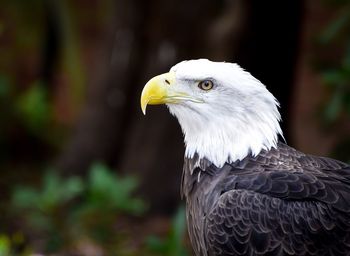 Close-up of eagle against blurred background