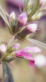 Close-up of purple flowers