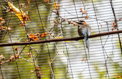 Close-up of bird perching on tree