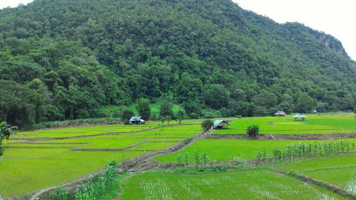 Scenic view of rice field against clear sky