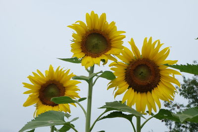 Close-up of yellow sunflower against sky