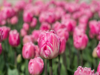 Close-up of pink flowers blooming outdoors