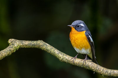 A migration bird mugimaki flycatcher on the branch found in sabah borneo