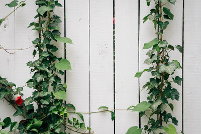 Close-up of ivy growing on wall