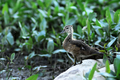 Bird perching on a tree