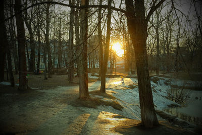 Trees in forest during sunset