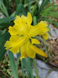 Close-up of yellow flowers blooming outdoors