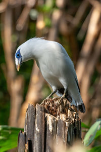 Close-up of bird perching on wooden post