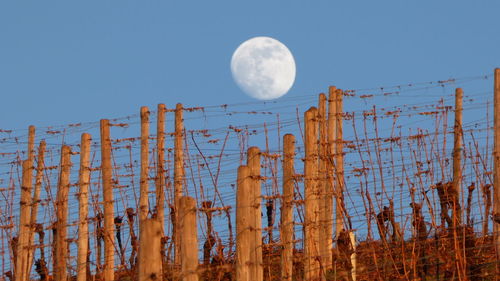 Low angle view of moon against clear blue sky