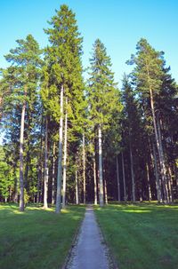 Footpath amidst trees in forest against sky