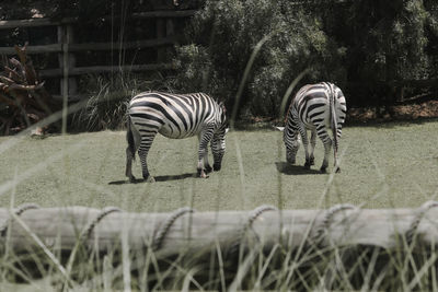 Zebra crossing in a field
