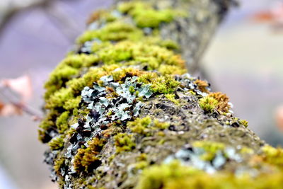 Close-up of moss on rock