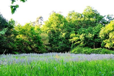 Scenic view of flowering trees on field against sky