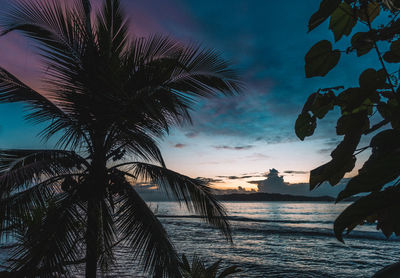 Low angle view of silhouette palm trees at beach against sky