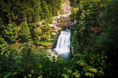 Scenic view of waterfall in forest