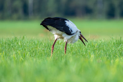 European white stork, ciconia ciconia, on field in search of food