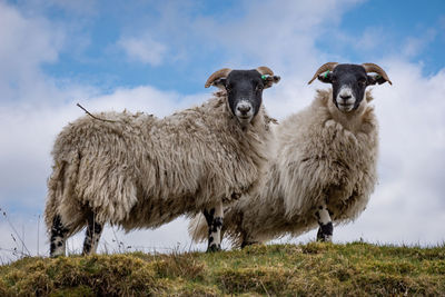 Sheep standing on field against sky