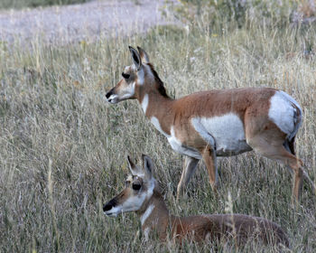 Deer in a field