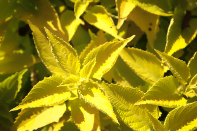 Full frame shot of yellow leaves