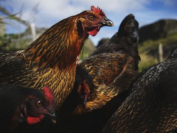 Close-up of rooster