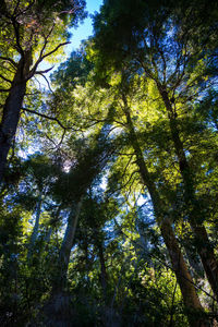 Low angle view of trees in forest