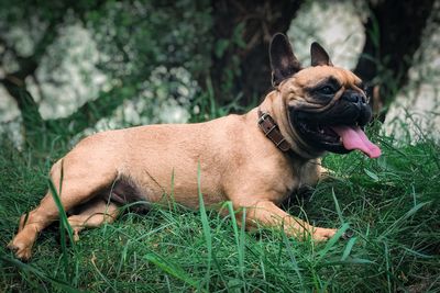 Close-up of a dog on field