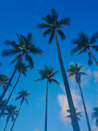 Low angle view of coconut palm trees against blue sky