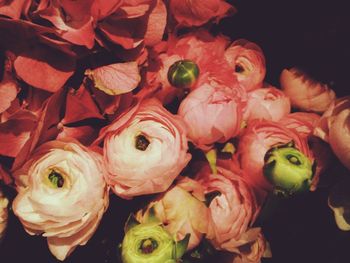 freshness
