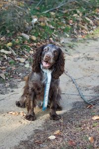Portrait of dog on field