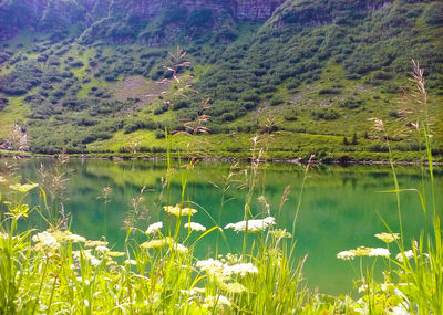 Scenic view of lake and trees