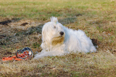 Dog sitting in a field